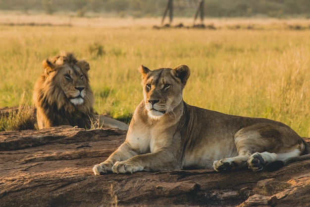 Leones machos y hembras tumbados en la arena y descansando