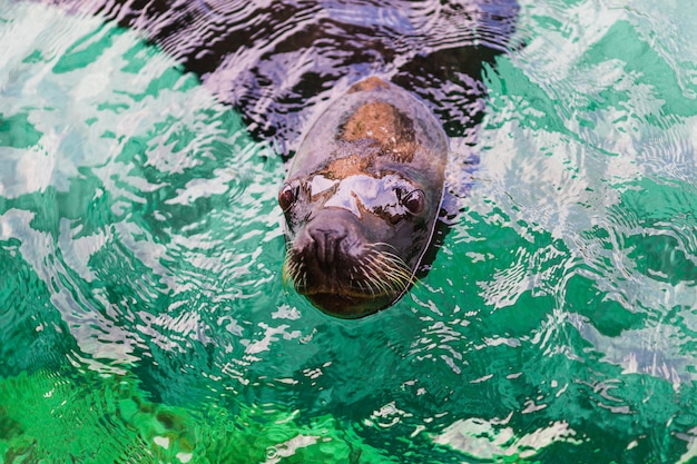 Foto gratuita leones marinos