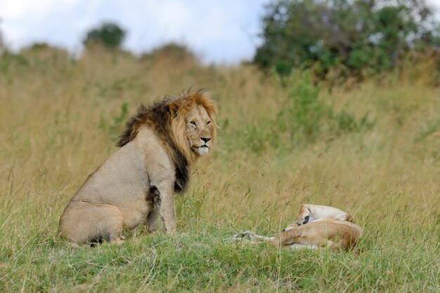 Leones en el Parque Nacional de Kenia