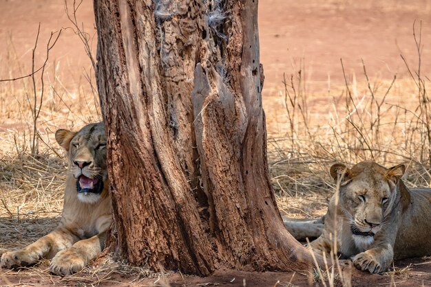 Leones sentados junto a un árbol viejo en un campo de hierba