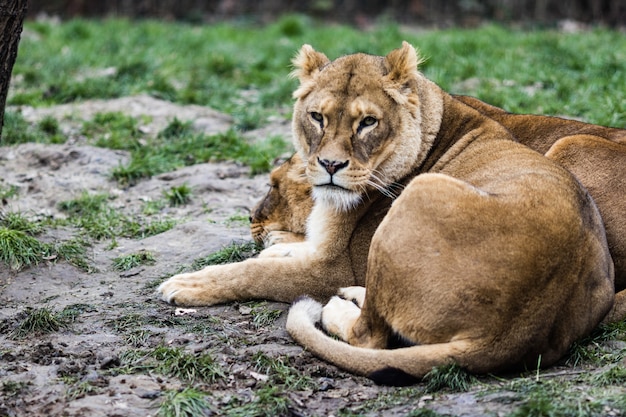 Leones tirados en el suelo rodeado de vegetación con un fondo borroso