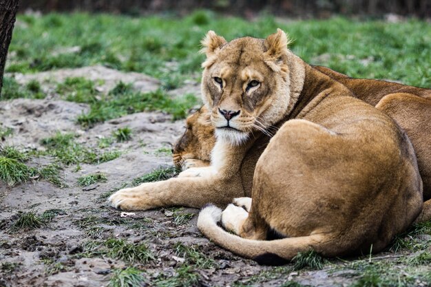 Leones tirados en el suelo rodeado de vegetación con un fondo borroso