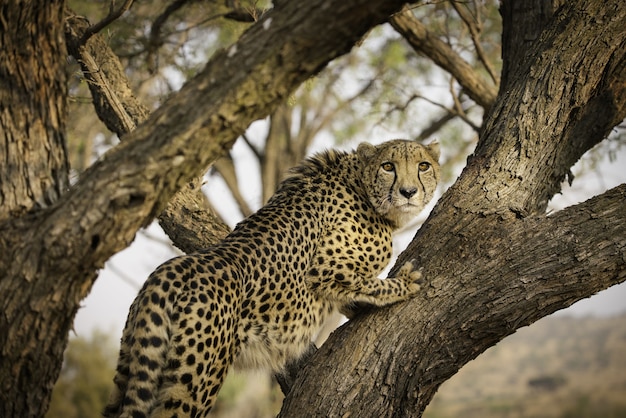 Foto gratuita leopardo africano en un árbol en sudáfrica