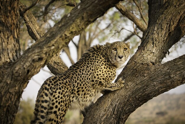 Leopardo africano en un árbol en Sudáfrica