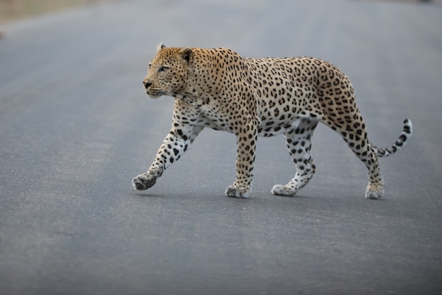 Leopardo africano cruzando una carretera a la luz del día