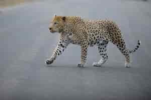 Foto gratuita leopardo africano cruzando una carretera a la luz del día