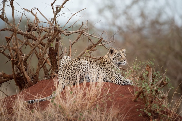 Leopardo africano descansando sobre la roca