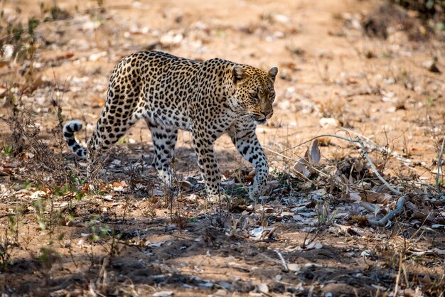 Leopardo africano preparándose para cazar una presa en un campo bajo la luz del sol