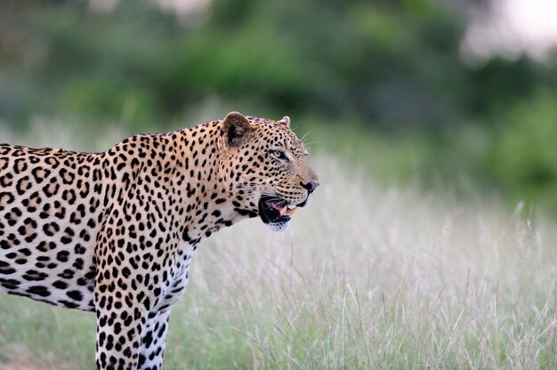 Leopardo africano rugiendo furiosamente capturado en los campos de las selvas africanas