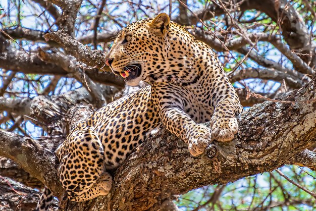 Leopardo africano sentado en un árbol mirando a su alrededor en una jungla