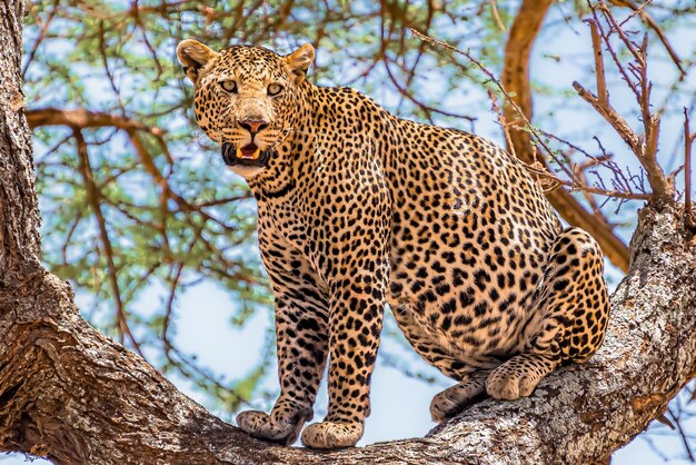 Leopardo africano sentado en un árbol mirando a su alrededor en una jungla