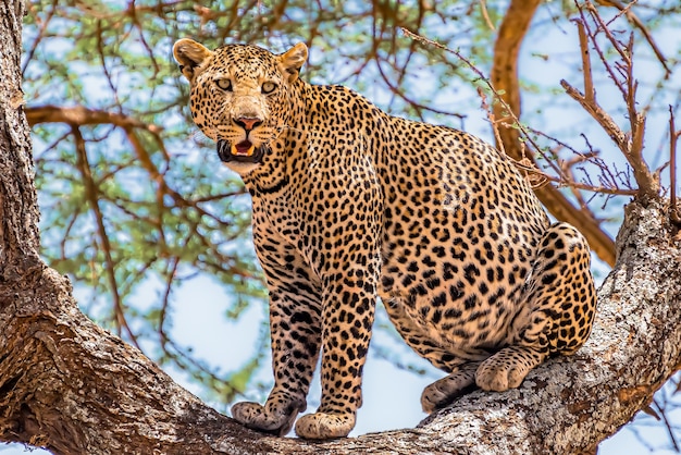 Leopardo africano sentado en un árbol mirando a su alrededor en una jungla