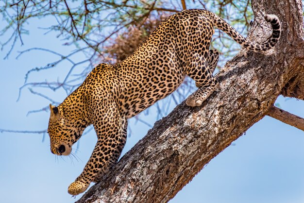 Leopardo africano trepando bajando del árbol durante el día