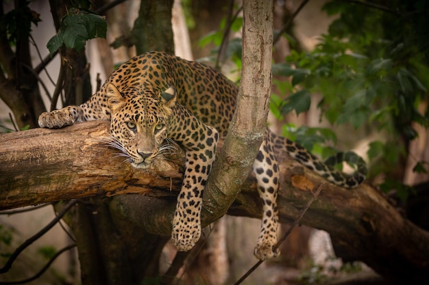 Leopardo amur en peligro de extinción descansando sobre un árbol en el hábitat natural Animales salvajes en cautiverio Hermoso felino y carnívoro Panthera pardus orientalis