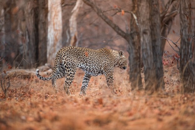 leopardo caminando en el bosque