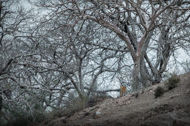 Leopardo indio en el hábitat natural Leopardo descansando sobre la roca Escena de vida silvestre con peligro animal