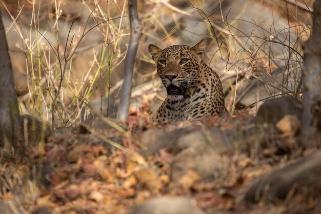 Leopardo indio en su hábitat natural