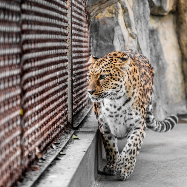 Foto gratuita leopardo en jaula en el zoológico