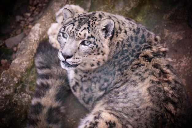 Leopardo de las nieves en peligro de extinción descansando en el hábitat natural. Animales salvajes en cautiverio. Hermoso felino asiático y carnívoro. Uncia uncia.