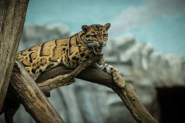 El leopardo nublado está caminando desde las sombras hacia la luz, un gran gato macho de un zoológico oscuro en la república checa, neofelis nebulosa, una criatura muy rara.