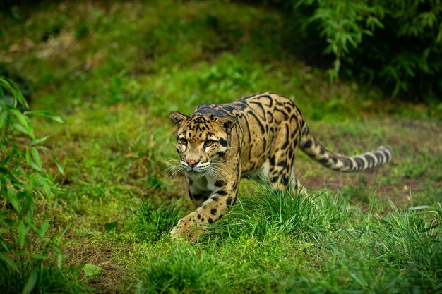 El leopardo nublado está caminando desde las sombras hacia la luz, un gran gato macho de un zoológico oscuro en la república checa, neofelis nebulosa, una criatura muy rara.