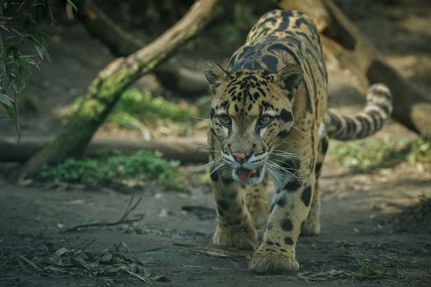 Leopardo nublado está caminando desde las sombras hacia la luz.