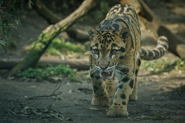 Leopardo nublado está caminando desde las sombras hacia la luz.