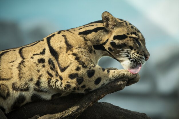 Leopardo nublado está caminando desde las sombras hacia la luz.