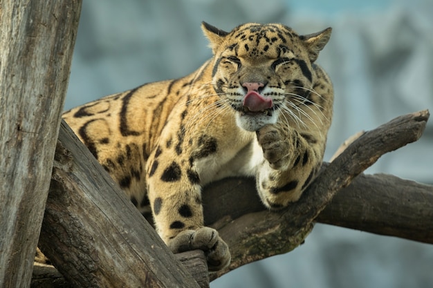 Leopardo nublado está caminando desde las sombras hacia la luz.