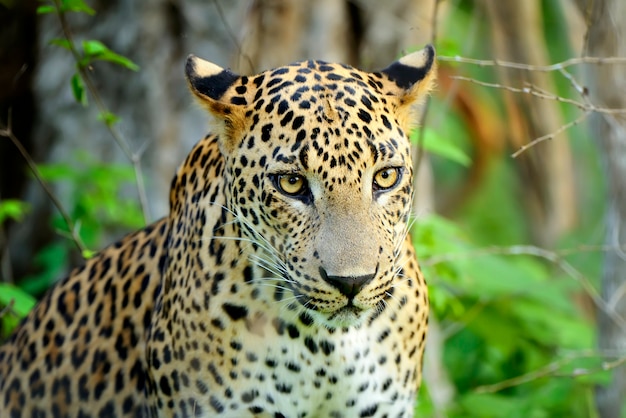 Leopardo en la selva