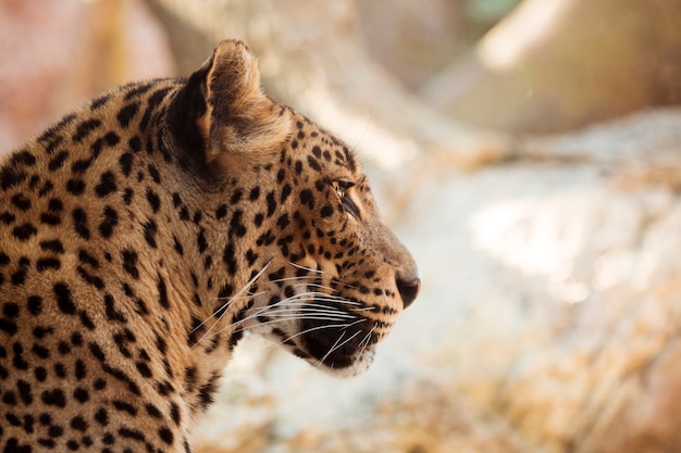 Leopardo