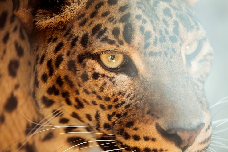 Foto gratuito leopardo