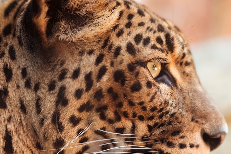 Foto gratuito leopardo