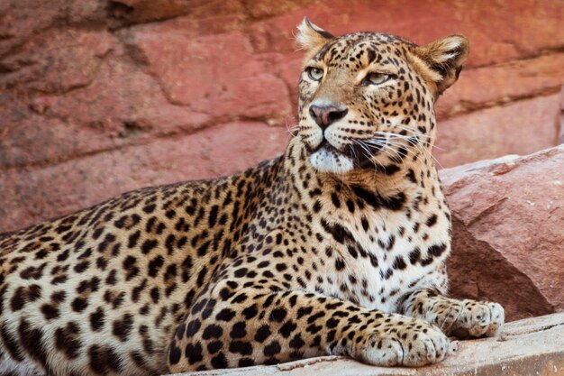 Leopardo