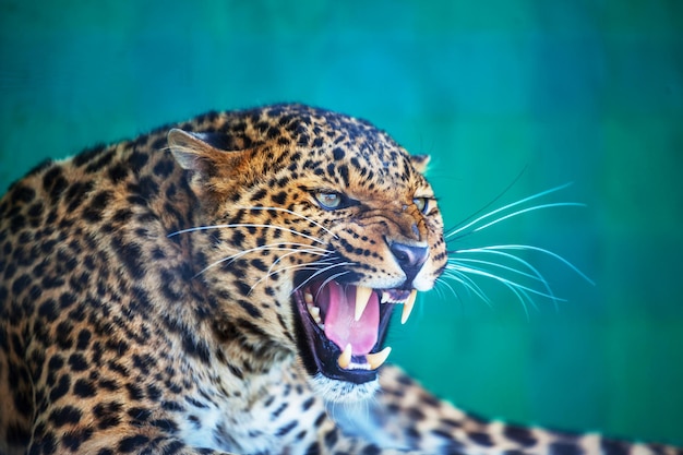 Leopardo