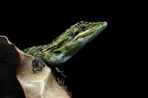 Foto gratuita lesser tree agamid pseudocalotes tympanistriga closeup lagarto indonesio