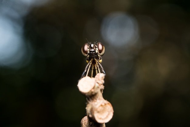 Libélula en rama de árbol