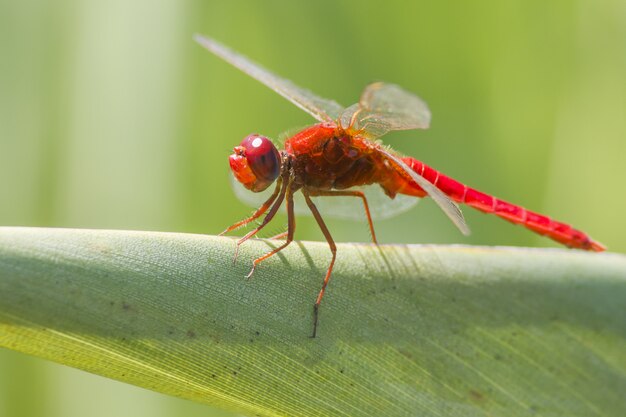 Libélula roja en la hoja de cerca