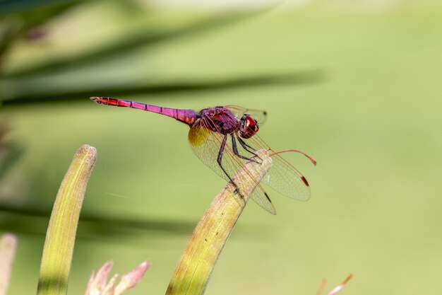 Libélula roja en planta cerrar