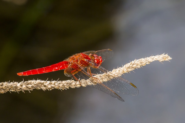 Libélula roja en primer plano de la planta