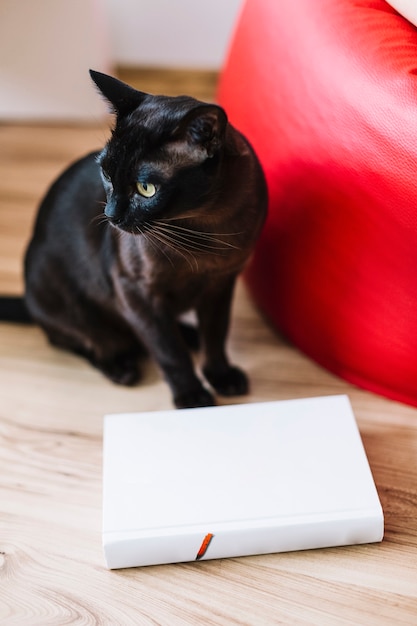 Libro cerca de gato