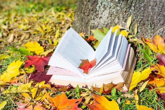 Libros abiertos con hojas alrededor