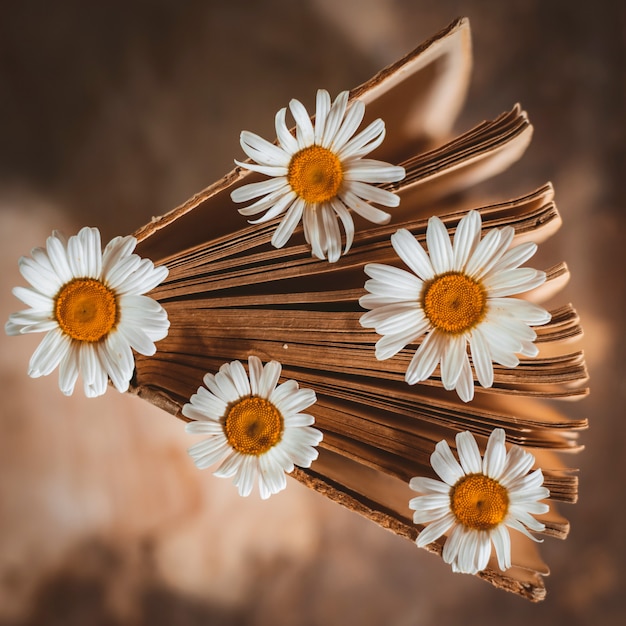 Libros antiguos con flores de margaritas blancas.