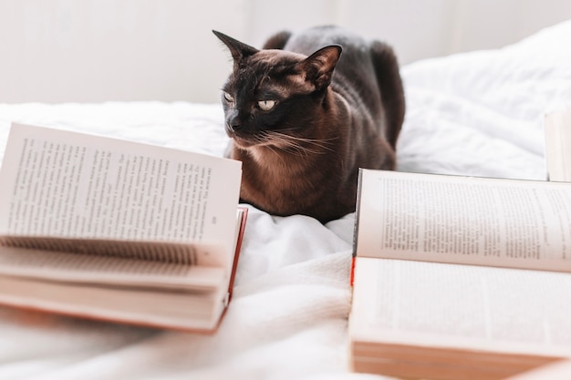 Libros cerca de gato en la cama