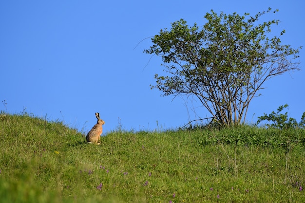 Liebre - Conejito y árbol. Fondo natural de primavera con animales.