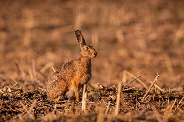 Liebre en la hermosa luz sobre pastizales verdes vida silvestre europea animal salvaje en el hábitat natural república checa lepus europaeus