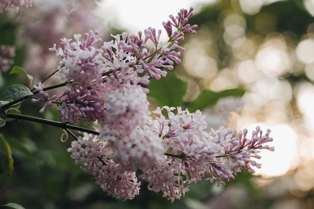 Lila floreciente en el parque hermoso fondo de flores lilas flores lilas moradas en un floreciente