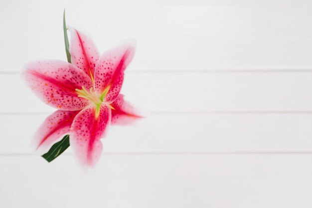 Lily flor en blanco