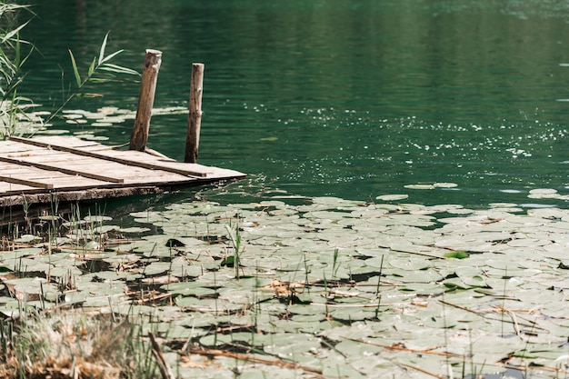 Lily pads flotando en el estanque cerca del muelle