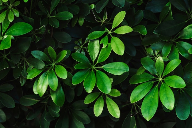 Limpiar las hojas botánicas verdes en el jardín.